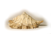 Australia, Australian, Marinelife, Marine life, Aquatic, Aquatic life, Sea life, Sealife, shell, shells, mollusc, molluscs, gastropod, gastropods, seashell, seashells, sea shell, sea shells, PJ38,