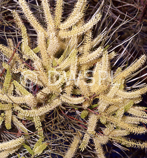 stock photo image: Australian trees, Grevillea, Pyramidalis, Images of grevilleas