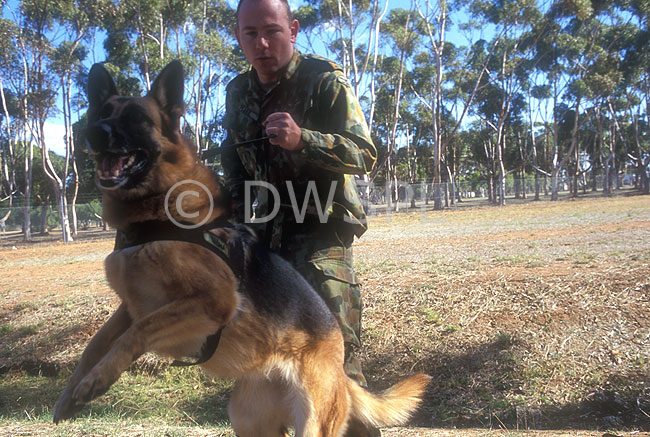 stock photo image: Australia, australian, sa, south australia, adelaide, people, occupation, occupations, police, policeman, policement, uniform, uniforms, man, men, male, males, armed forces, military, defence, defence forces, armed services, airforce, air force, RAAF, soldier, soldiers, dog, dogs, dog handler, dog handlers, harness, harnesses.