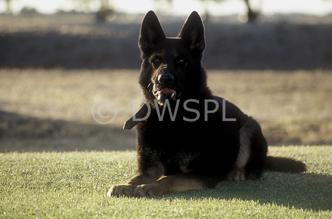 stock photo image: Australia, australian, sa, south australia, adelaide, armed forces, airforce, air force, police, police dog, police dogs, RAAF, soldier, dog, dogs, collar, collars, dog collar, dog collars, military, defence, defence forces, armed services.