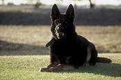 Australia, australian, sa, south australia, adelaide, armed forces, airforce, air force, police, police dog, police dogs, RAAF, soldier, dog, dogs, collar, collars, dog collar, dog collars, military, defence, defence forces, armed services.