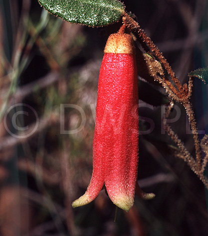 stock photo image: Australian wildflowers, Correas, Correa reflexia, red correa flowers, bell flowers