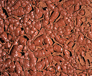 Australian outback, Desert scenes, drought conditions, dried mud, cracked mud patterns