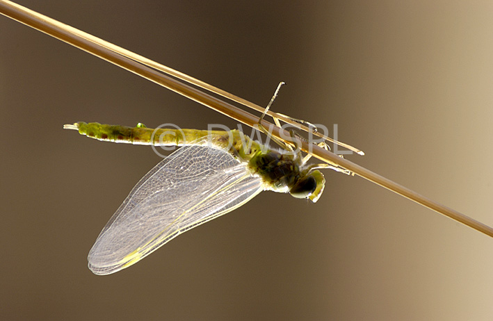 stock photo image: Insect, insects, Arthropod, Arthropods, insecta, dragon fly, dragon flies, dragonflies, dragonfly, arthropod, arthropods, invertebrate, invertebrates, odonata, anisoptera.