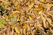 Autumn, Autumn leaves, leaves, autumn foliage, autumn tones, autumn scene, autumn scenes, HOLO8,
