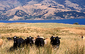 Pacific islands, new zealand, nz, akaroa, akaroa bay, coast, coasts, coastline, coastlines, rural, rural scene, rural scenes, south island, animal, animals, cow, cows, cattle, meat trade, meat industry, banks, peninsula, banks peninsula.