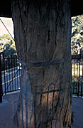 Australia, australian, explorer, explorers, tree, trees, explorers tree, katoomba, nsw, new South Wales, fence, fences, blue mountains.