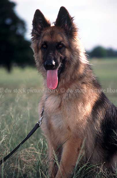 stock photo image: Animal, Animals, dog, Dogs, domestic dog, domestic dogs, pets, german shepherd, german shepherds, german shepherd dog, german shepherd dogs, alsation, alsations, alsation dog, alsation dogs, dog lead, dog leads, dog leash, dog leashes, pet, pets, tongue, tongues.