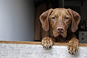 Animal, animals, dog, dogs, vizla, vizla dog, vizla dogs, hungarian, pet, pets, domestic, domestic dog, domestic dogs, door, doors, kitchen, kitchens, Australia, Sport pictures, Sports, balloon images, hot air balloons
