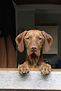 Animal, animals, dog, dogs, vizla, vizla dog, vizla dogs, hungarian, pet, pets, domestic, domestic dog, domestic dogs, door, doors, kitchen, kitchens, Australia, Sport pictures, Sports, balloon images, hot air balloons