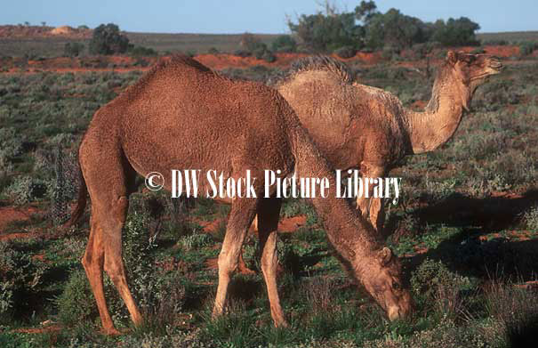 stock photo image: Australia, Animal, animals, camel, camels, camelidae, camelus, hoofed, hoofed animal, hoofed animals, introduced animal, introduced animals, wild animal, wild animals, feral animal, feral animals, Silverton, NSW, New South Wales, Australia, outback, australian outback, outback australia.