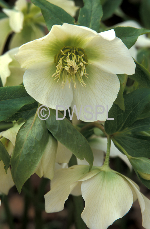 a royalty free image of helleborus orientalis winter or a royalty free image of helleborus orientalis winter or