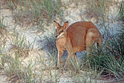 Animal, Animals, Australia, Australian, Australian animal, Australian animals, macropod, macropods, macropus, mammal, mammals, marsupial, marsupials, wallabia, kangaroo, kangaroos, wallaby, wallabies, agile, agile wallaby, agile wallabies, macropus, agilis, macropus agilis.