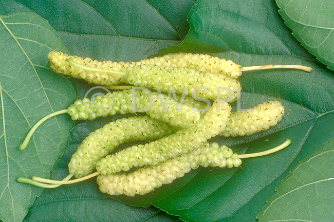 stock photo image: Food, fruit, Morus, Morus macroura, macroura, Mulberry, mulberries, white, white mulberry, white mulberries, berry fruits, Agriculture, shatoot, shatoos, shatoot mulberry, shatoot mulberries, king white, king white mulberry, king white mulberries, king, king mulberry, king mulberries.