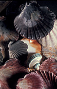 Australia, shell, shells, sea shell, sea shells, seashell, seashells.