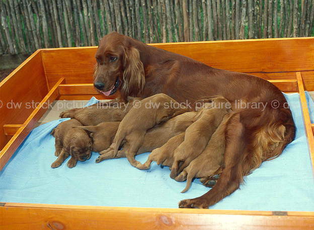 stock photo image: Animal, animals, dog, dogs, irish, irish setter, irish setters, setter, setters, red setter, red setter, puppy, puppies, domestic dog, domestic dogs, pet, pets, young animal, young animals, baby animal, baby animals, hunting dog, hunting dogs, litter, litters.