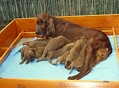 Animal, animals, dog, dogs, irish, irish setter, irish setters, setter, setters, red setter, red setter, puppy, puppies, domestic dog, domestic dogs, pet, pets, young animal, young animals, baby animal, baby animals, hunting dog, hunting dogs, litter, litters.