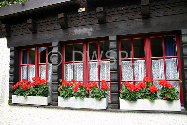 stock photo image: Europe, switzerland, swiss, alps, swiss alps, bernese, oberland, bernese oberland, valley, valleys, mountain, mountains, lauterbrunnen, lauterbrunnen valley, glacial, glacial valley, glacial valleys, murren, geranium, geraniums, window, windows, window box, window boxes.