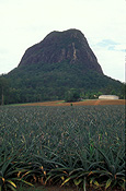 PINEAPPLES GROWING WITH THE GLASSHOUSE MOUNTAINS IN THE BACKGROUND, QUEENSLAND, AUSTRALIA