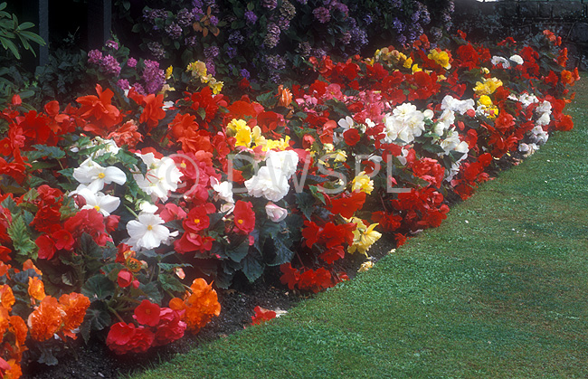 stock photo image: Flower, flowers, begonia, begonias, garden, gardens, lawn, lawns.