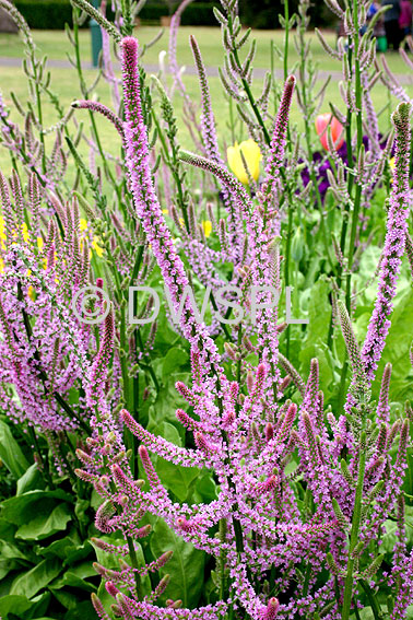 stock photo image: Flower, flowers, sea lavender, limonium, latifolium, limonium latifolium, statice, plumbaginaceae, annual, annuals, rats tails.