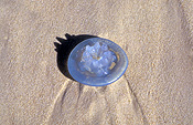 Animal, Animals, Marine, Marinelife, shadow, shadows, Underwater, Sea Jelly, Sea jellies, jelly fish, jelly fishes, jellyfish, jellyfishes, cnidarian, cnidarians, invertebrate, invertebrates, beach, beaches, sand, coast, coasts, coastline, coastlines.