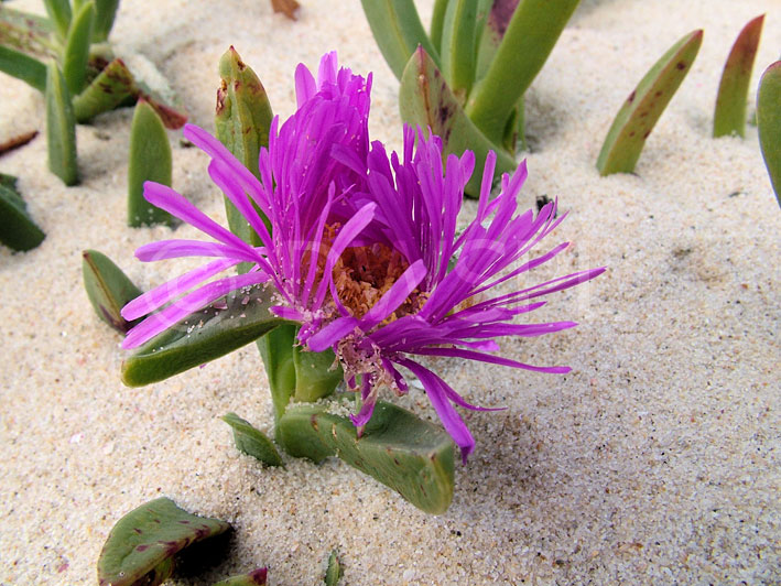 stock photo image: Succulent, succulents, pigface, pig face, carpobrotus, glaucescens, carpobrotus glaucescens, sand, pink, pink flower, pink flowers.