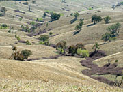 NSW, New south wales, mudgee, drought, drought scene, drought scenes, disasters, natural disasters, climate, weather.