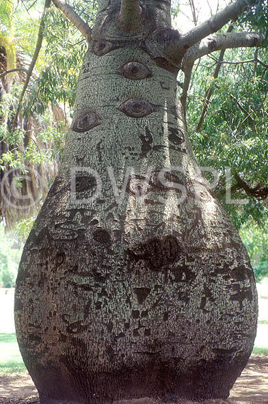 stock photo image: Tree, Trees, Adansonia, Adansonia gregorii, bottle tree, bottle trees, boab, boabs, boab tree, boab trees, baobab tree, baobab trees, bombacaceae.