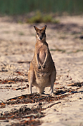 Animal, Animals, Australia, Australian, Australian animal, Australian animals, macropod, macropods, macropus, eat, eats, eating, graze, grazes, grazing, mammal, mammals, marsupial, marsupials, wallabia, kangaroo, kangaroos, wallaby, wallabies, agile, agile wallaby, agile wallabies, macropus, agilis, macropus agilis.