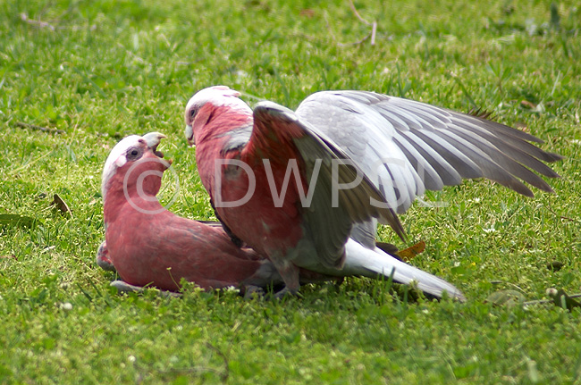 stock photo image: Australia, wa, bird, birds, australian bird, australian birds, parrot, parrots, galah, galahs, cactua, cactua roseicapilla, mate, mates, mating, CS34,