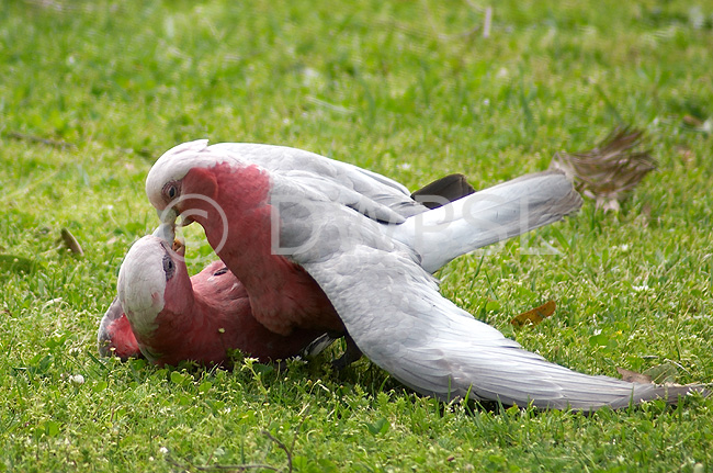 parrots mating