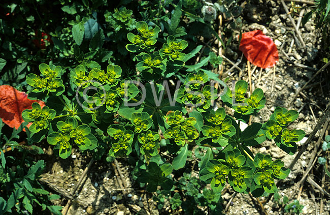 stock photo image: Euphorbiaceae, euphorbia, euphorbias, sun, spurge, sun spurge, euphorbia helioscopia, euphorbia helioscopia.