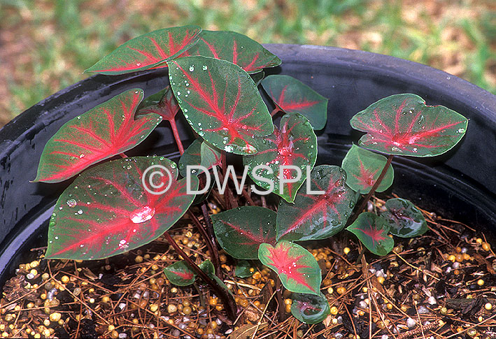 stock photo image: Caladium, caladiums, bicolor, caladium bicolor, fancyleaf, fancyleaf caladium, fancyleaf caladiums, araceae, pot, pots, garden pot, garden pots, outdoor pot, outdoor pots.