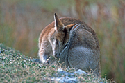 Animal, Animals, Australia, Australian, Australian animal, Australian animals, macropod, macropods, macropus, eat, eats, eating, graze, grazes, grazing, mammal, mammals, marsupial, marsupials, wallabia, kangaroo, kangaroos, wallaby, wallabies, agile, agile wallaby, agile wallabies, macropus, agilis, macropus agilis.