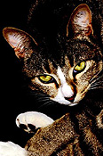 Animal, animals, cat, cats, domestic, pet, pets, felis, catus, felis catus, eye, eyes, tabby, tabby cat, tabby cats, CS34,