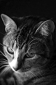 Animal, animals, cat, cats, domestic, pet, pets, felis, catus, felis catus, eye, eyes, tabby, tabby cat, tabby cats, CS34,