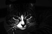 Animal, animals, cat, cats, domestic, pet, pets, felis, catus, felis catus, eye, eyes, tabby, tabby cat, tabby cats, CS34,