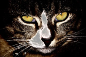 Animal, animals, cat, cats, domestic, pet, pets, felis, catus, felis catus, eye, eyes, tabby, tabby cat, tabby cats, CS34,