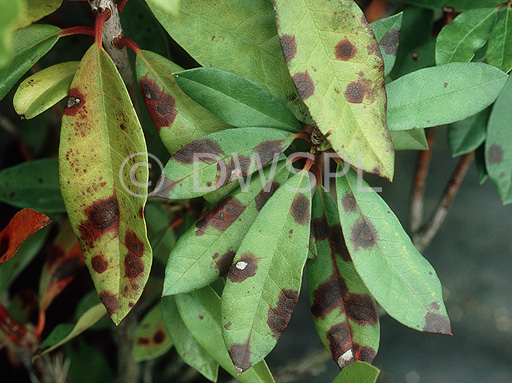stock photo image: Disease, diseases, plant disease, plant diseases, leaf spot, septoria, rhodendri, septoria rhodendri, flower, flowers, rhododendron, rhododendrons.