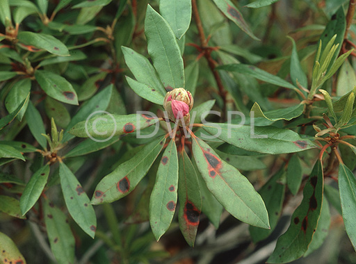 stock photo image: Flower, flowers, azalea, azaleas, rhododendron, rhododendrons, leaf spot, gloeosporium, rhodendri, gloeosporium rhodendri, lesion, lesions.