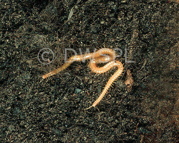 stock photo image: Insect, insects, centipede, centipedes, invertebrate, invertebrates, arthropod, arthropods, chilopoda, haplophilus, subterraneus, soil.