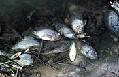 Pollution, water, water pollution, fish, fishes, dead, dead animal, dead animals, pollution, pollute, pollutes, polluting.