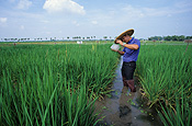 Agriculture, rice, paddy, paddies, rice paddy, rice paddies, research, researcher, researchers, rice field, rice fields.