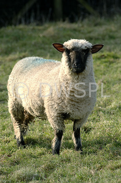 stock photo image: Animal, animals, sheep, lamb, lambs, ewe, ewes, suffolk cross, suffolk cross sheep.