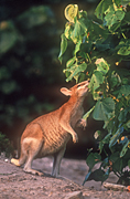 Animal, Animals, Australia, Australian, Australian animal, Australian animals, macropod, macropods, macropus, eat, eats, eating, mammal, mammals, marsupial, marsupials, wallabia, kangaroo, kangaroos, wallaby, wallabies, agile, agile wallaby, agile wallabies, macropus, agilis, macropus agilis.