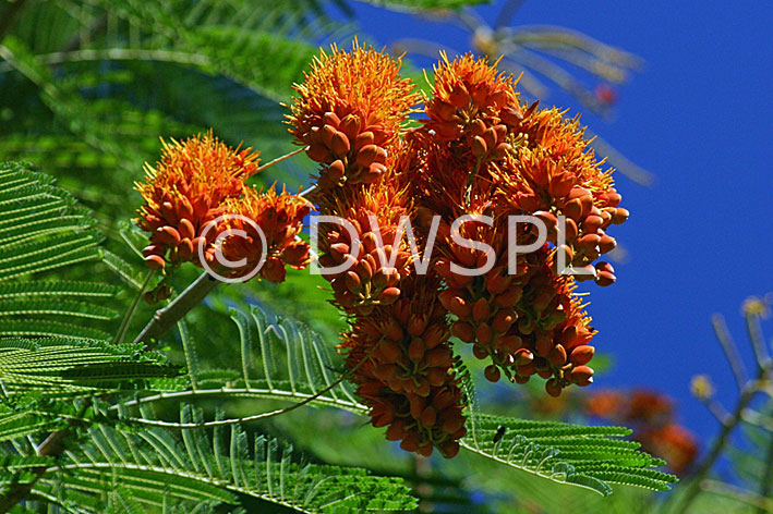 stock photo image: Flower, flowers, colvillea, racemosa, colvillea racemosa, glory tree, glory trees, colvilles, Colvilles Glory Tree, colvilles glory trees, tree, trees.