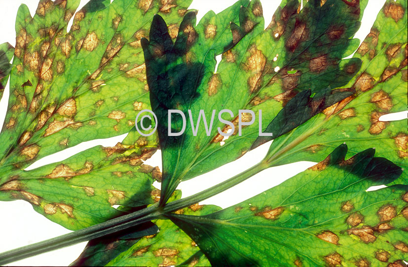 stock photo image: Vegetable, vegetables, disease, diseases, plant disease, plant diseases, late blight, celery, late, blight, late blight, septoria, apiicola, spetoria apiicola, fungus, fungal, fungal disease, fungal diseases, leaf, leaves.