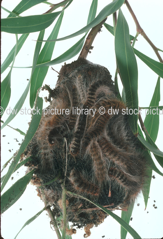 stock photo image: Insect, Insects, lepidoptera, caterpillar, caterpillars, bag-shelter, bag-shelter caterpillar, bag-shelter caterpillars, bag shelter, bag shelter caterpillar, bag shelter caterpillars, moth, moths, bag-shelter moth, bag-shelter moths, bag shelter moth, bag shelter moths, teara, contraria, teara contraria, eucalyptus, eucalyptus tree, eucalyptus trees, gum tree, gum trees, pest, pests, plant pest, plant pests.