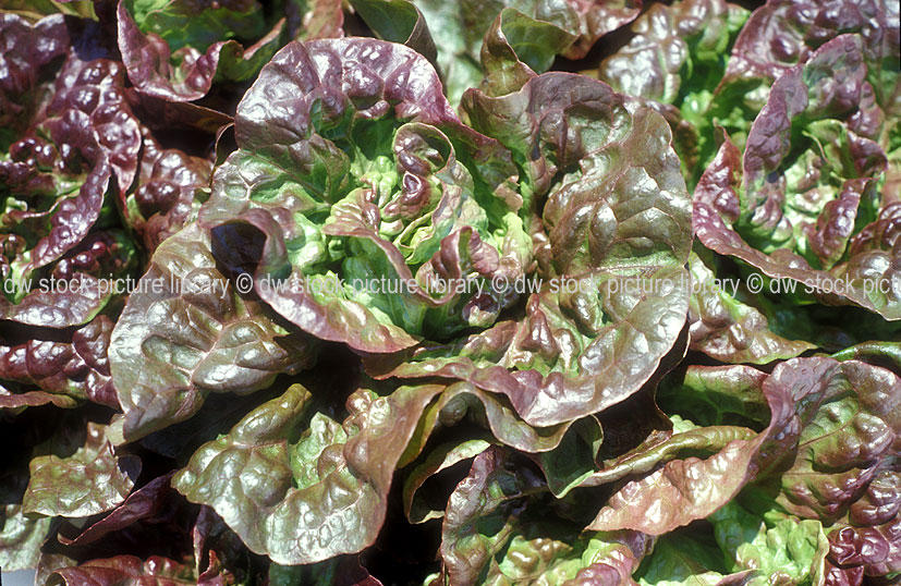 stock photo image: Vegetable, vegetables, Compositae, Lactuca, Lactuca sativa, sativa, Lettuce, Lettuces, Mignonette, mignonettes, Mignonette lettuce, Mignonette lettuces.